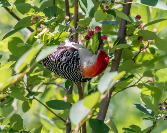 a woodpecker eating berries off a serviceberry bush
