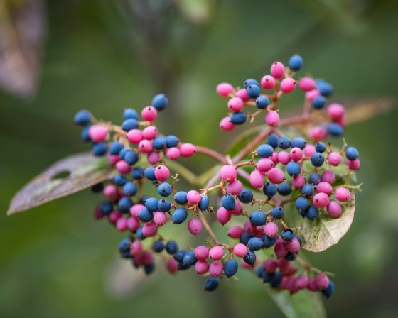 blue and pink berries on a swamp-haw plant