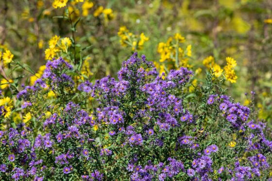 purple asters in front of yellow flowers
