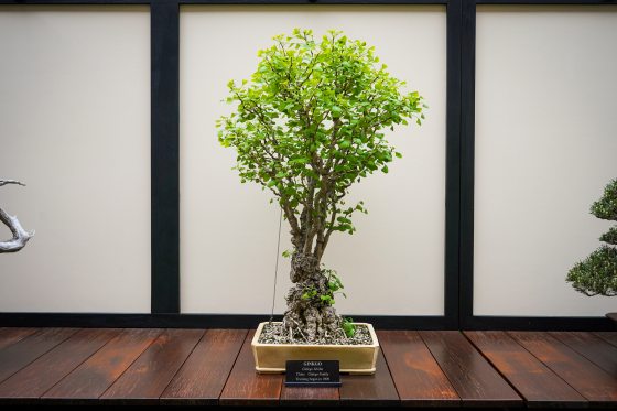 a broom style bonsai 