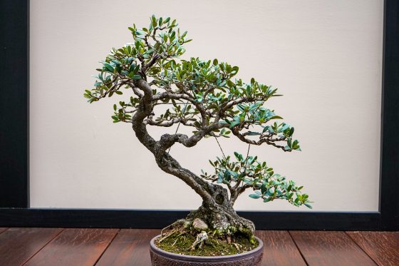 a bonsai tree in training on a dark wood table