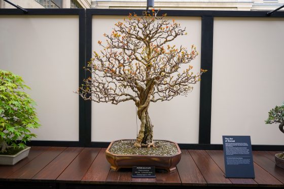 a pomegranate bonsai on a dark wood table