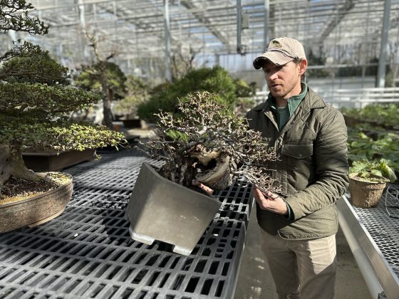 a person in a greenhouse working with a bonsai