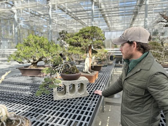 a person in a hat looking at a bonsai in a greenhouse