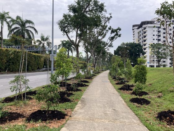 A street in Singapore with newly planted trees along the sidewalk. 