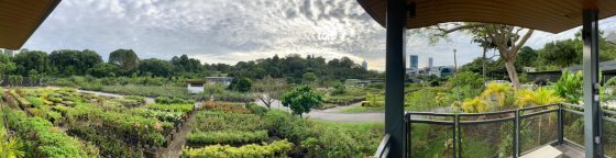 A panoramic view of a nursery in Singapore.