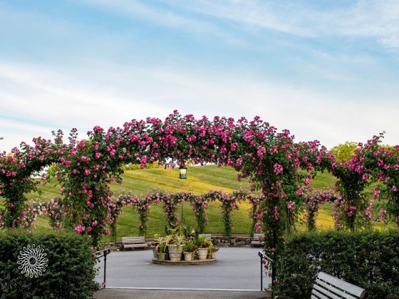 Arches of pink roses in bloom around a circular paved pathway.