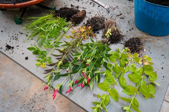A variety of kusamono plants laying on a table awaiting planting.