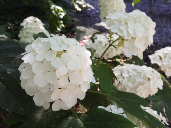 A close up of white blooming hydrangea flowers.