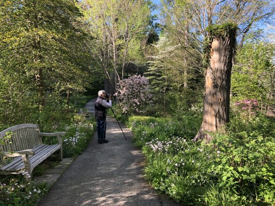 A person with a tripod along a paved path photographing trees in a garden.