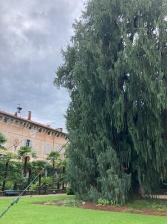A large cypress tree on the right with a stone building on the left.