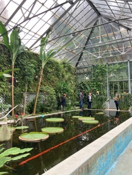 An indoor pool of waterlilies surrounded by green foliage.