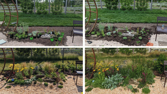 Four process images of a new garden being installed.