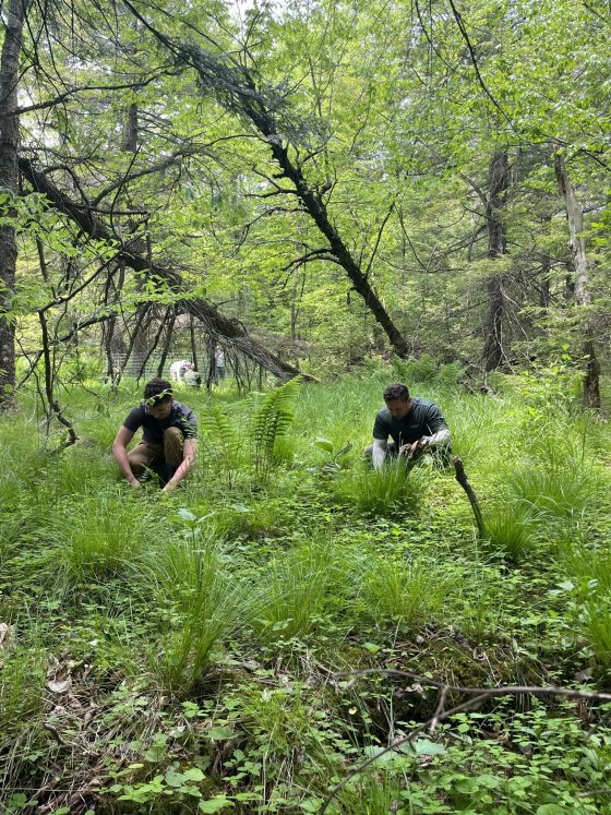 Two people crouching down planting seedlings in a forest setting.