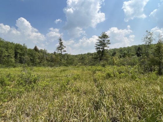 A marsh or swamp like area with green grass and shrubs all around.