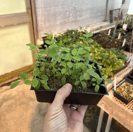 A person holding a small container of plant seedlings growing in a greenhouse.