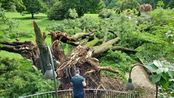 A person on an overlook with a fallen tree laying in a garden below.