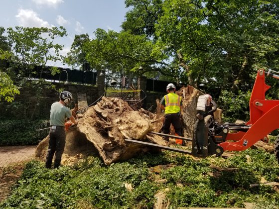 Two people using heavy machinery to cut up a fallen tree. 