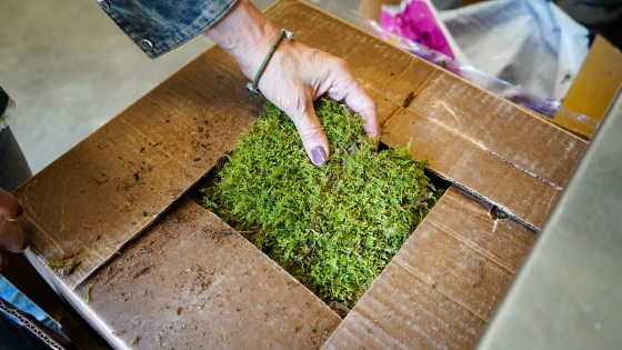 A person lifting green moss from a cardboard box.