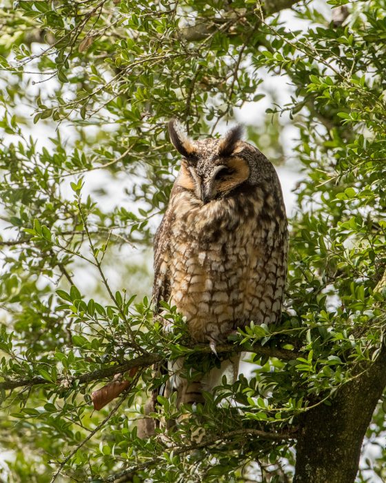 A long-eared owl perched on a branch in a tree. 