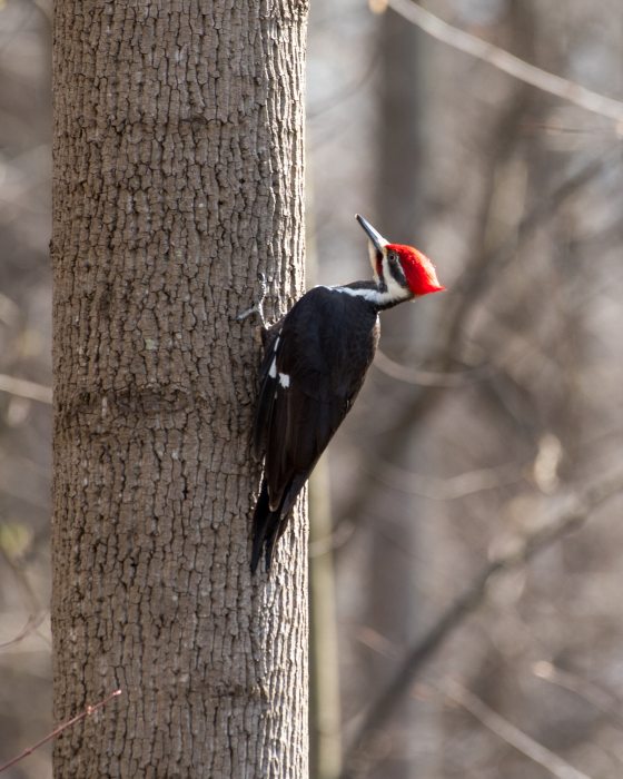 A pileated woodpecker on a tree in the winter landscape.