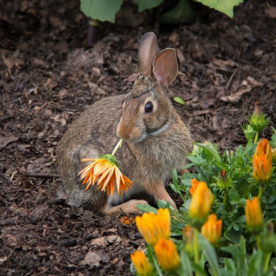 A brown rabbit eating an orange flower while looking at the camera.