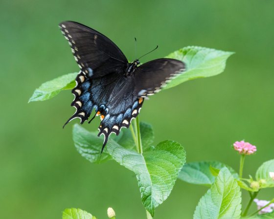 A black butterfly with blue and orange color on it's wings perched on a plant. 