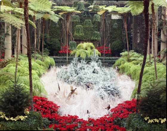 An indoor winter scene at Longwood Gardens. 