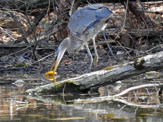 A great blue heron wading in a pond.