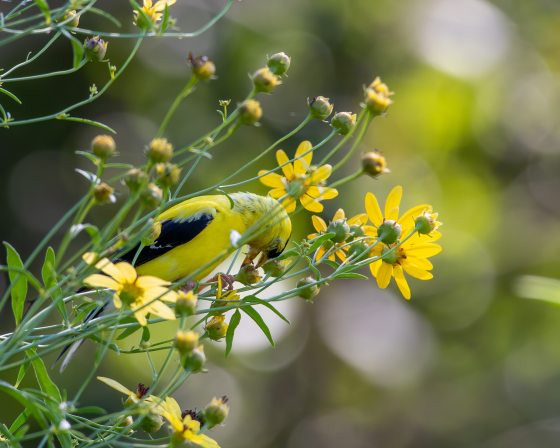 A yellow bird  with black wings perched on yellow flowers. 