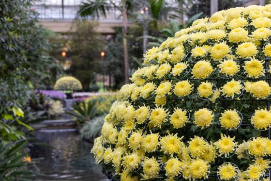 Yellow chrysanthemum flowers in a metal frame shaped in a dome form inside the Longwood Conservatory.