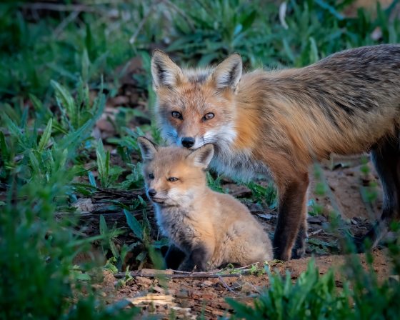 A mother and baby fox in a Meadow Garden.
