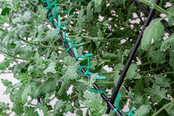 Leave and stems of chrysantheums being tied to a metal frame.