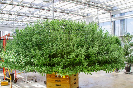 A young thousand bloom chrysanthemum growing in a box inside a greenhouse.