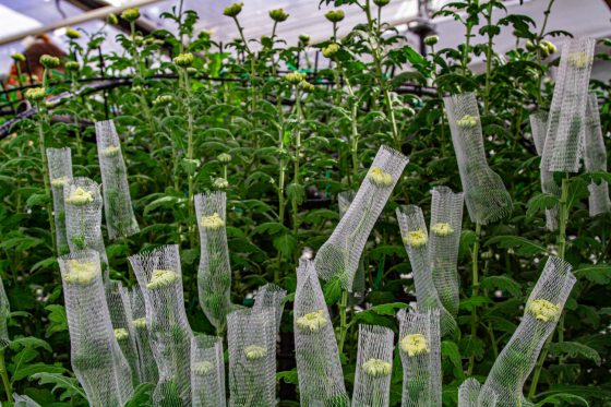 Newly opened chrysanthemum buds individually wrapped in mesh tubes.