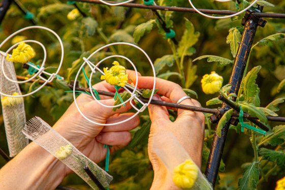 A persons hands working closely with a chrysanthemum bud.