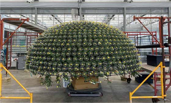 A thousand bloom chrysanthemum growing in a nursery.