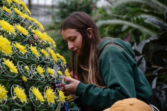 A person in a green sweatshirt working with yellow chrysanthemum flowers in a metal frame.