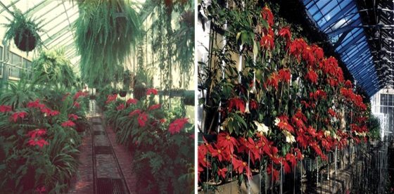 Two images paired with poinsettias on display at Longwood Gardens.