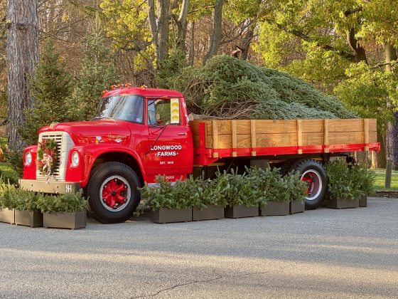 A vintage red pick up truck holding several evergreen trees in the bed. 
