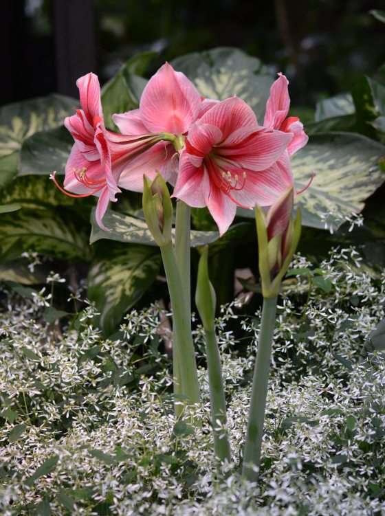 A group of pink Amaryllis in a garden bed.
