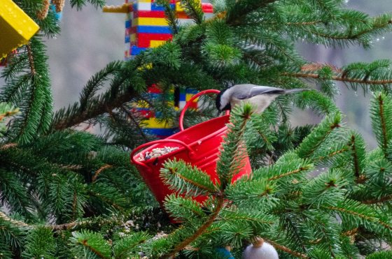 A chickadee sits on a branch of a decorated Christmas tree.