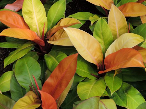 Green, orange, and yellow leaves on a Philodendron plant.