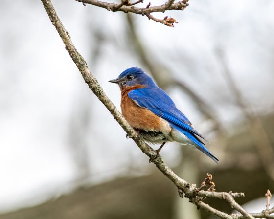 A bluebird in winter time perched on a tree branch.