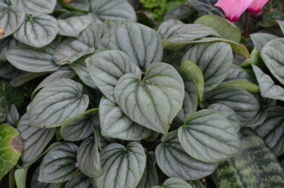 Green foliage with white "frosting" of the Peperomia plant.