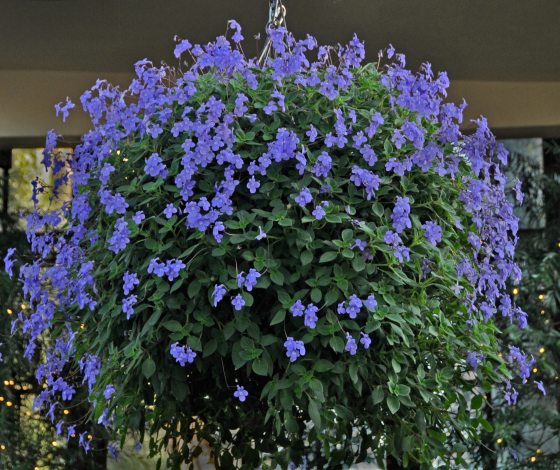 A plant in basket form with blue-purple flowers and green foliage.
