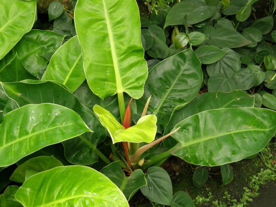 Light and dark green leaves of of Philodendron plant.