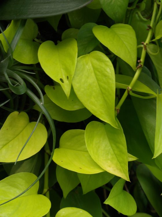 A close up of green leaves on a wine-lik Philodendron plant.
