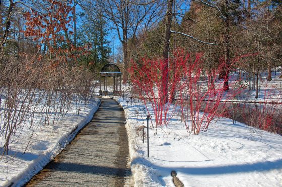 A snowy landscape with a paved, cleared path leading through the center of a Garden setting