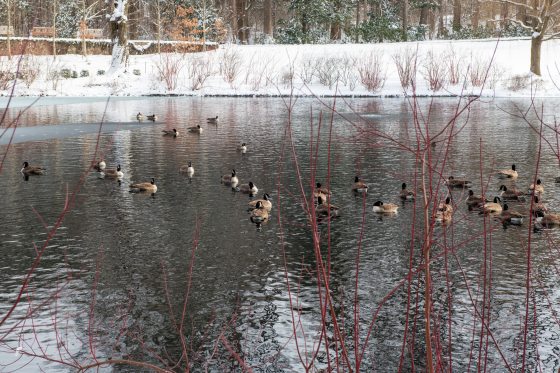 A pond in winter with a flock of geese swimming.